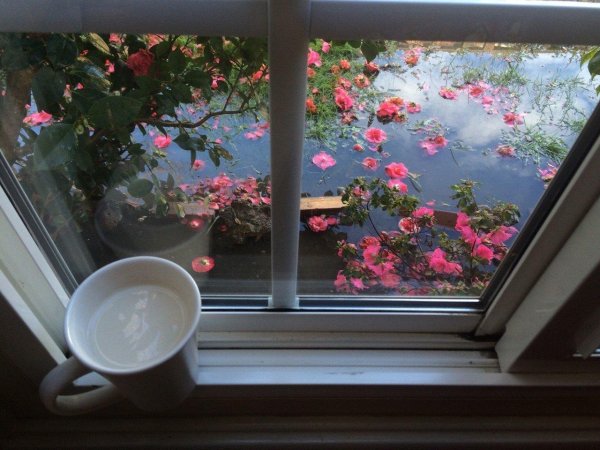 молоко в кружке