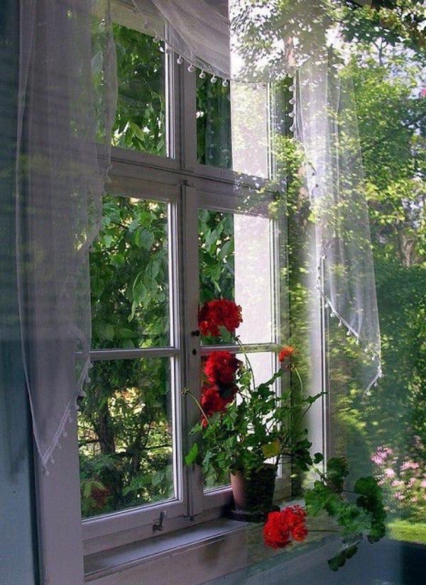 цветы под окном