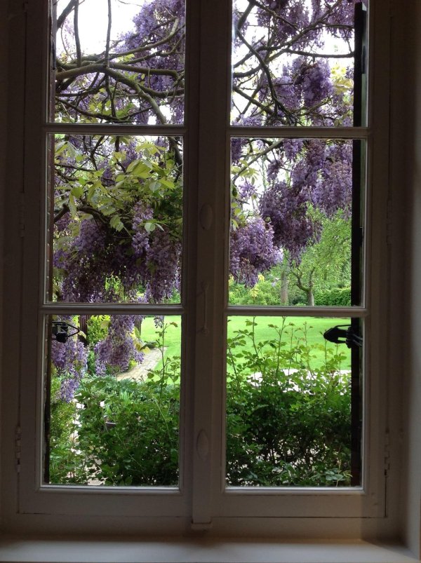 глициния вистерия синенсис