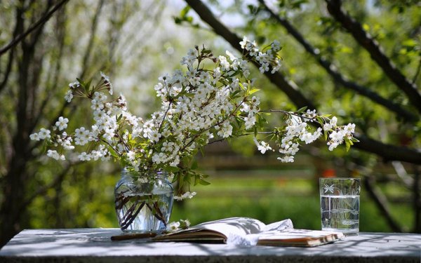 черемуха весной