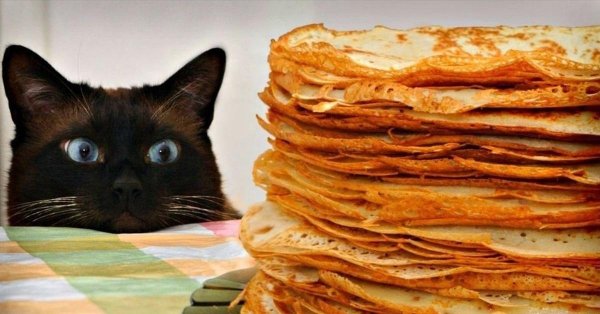 масленица кот