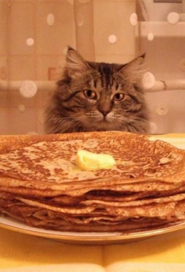 кот масленица