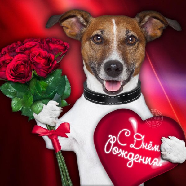 собака джек рассел