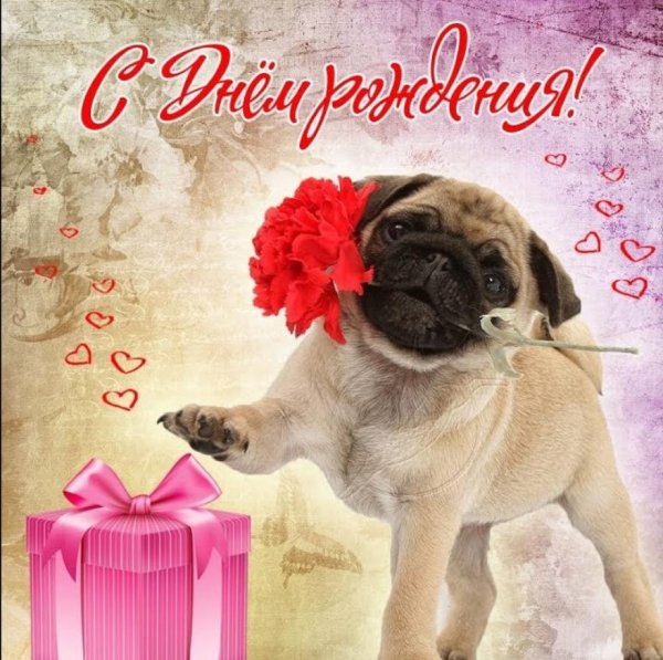 милые мопсы