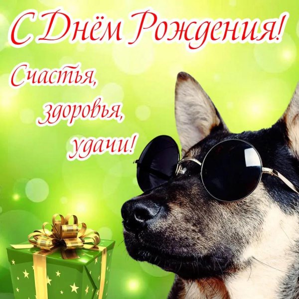 собака в очках