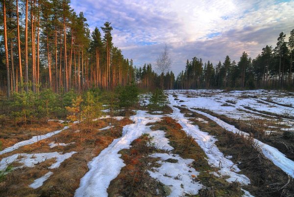 весенний лес