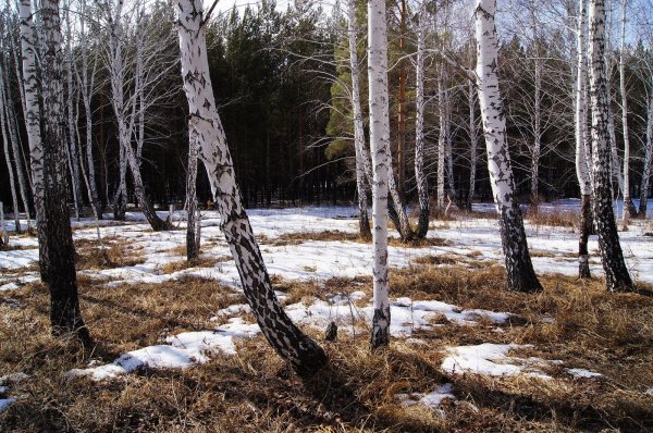 лесная проталина