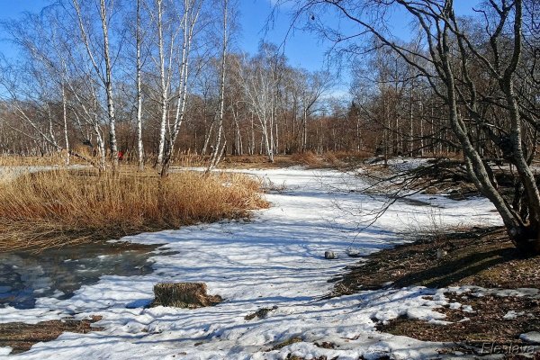 проталины весной