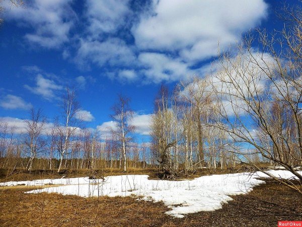 весенняя проталинка левитана