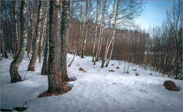 березовая роща ранней весной чага