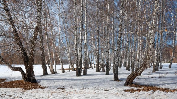 березовая роща ранней весной чага