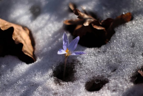 первоцветы подснежники крокусы гиацинты