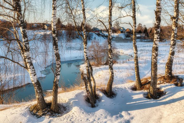 береза зима