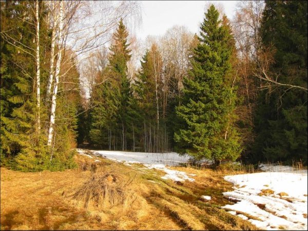 весенний лес