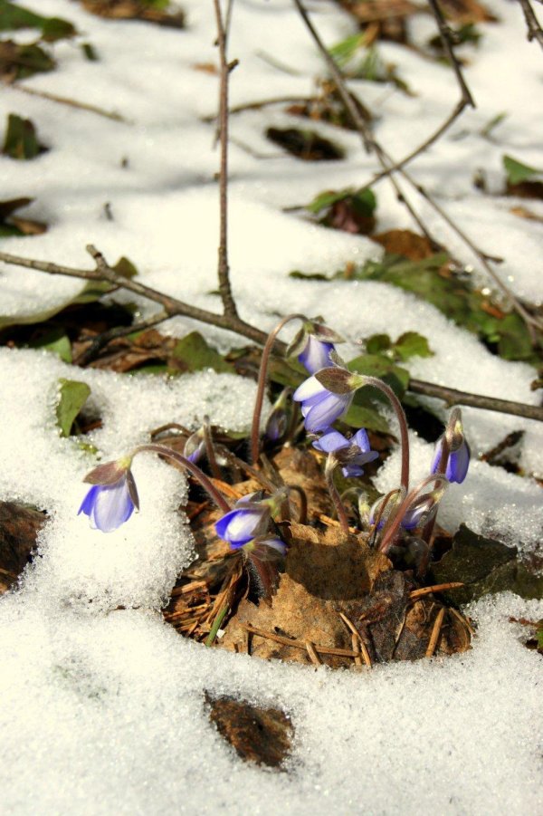 пролески и подснежники
