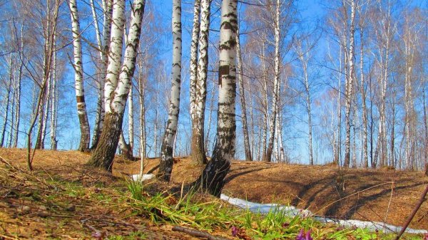 березняк березовая роща