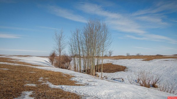 весенняя береза проталины