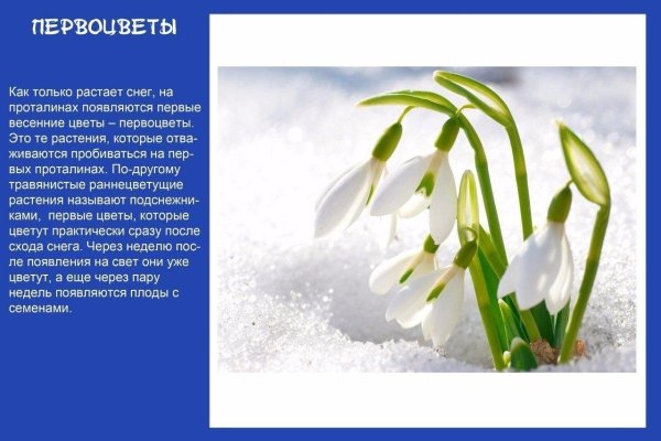 первоцветы подснежники