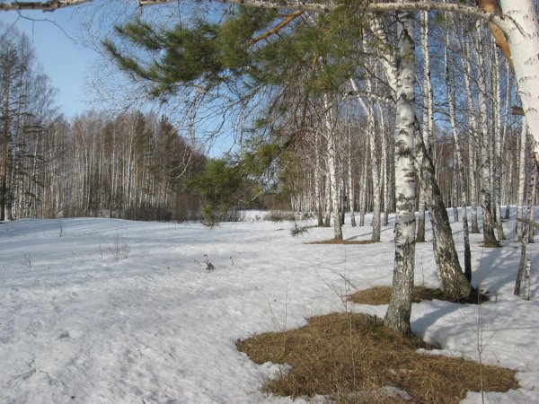 весенняя проталинка левитана