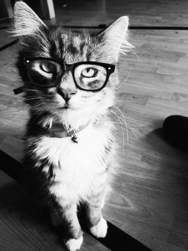 кошка в очках