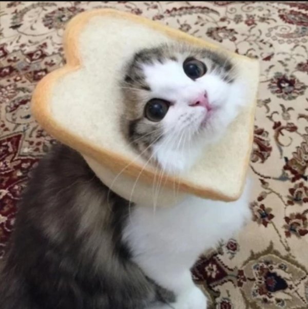 милые котики пикабу