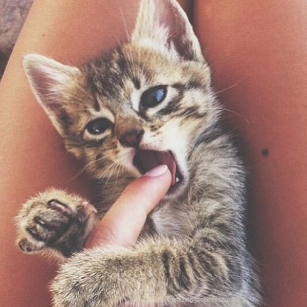 кусачий котенок
