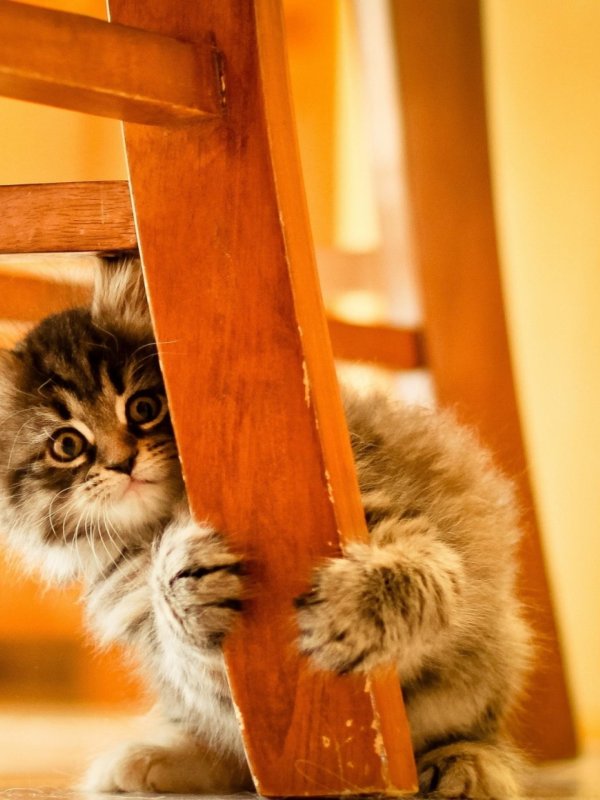 забавный котенок