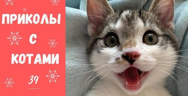 забавные котики