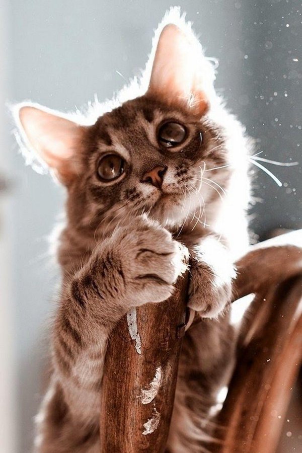 котенок красивый