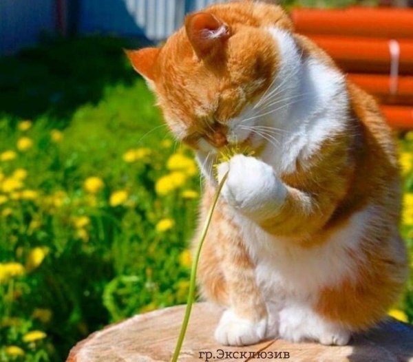 рыжего кота