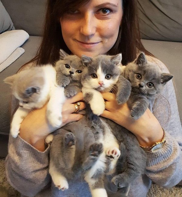 британская котенок