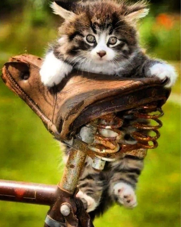 классные коты