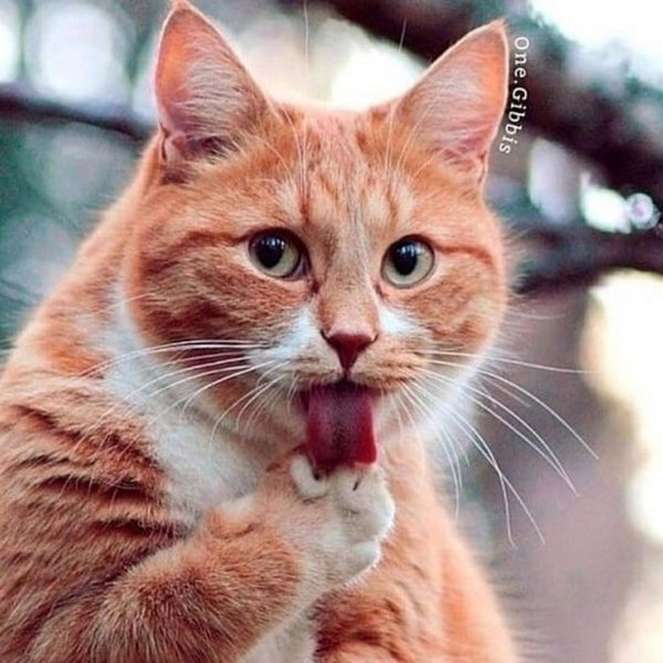 рыжие котики