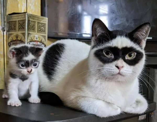 кошка зорро