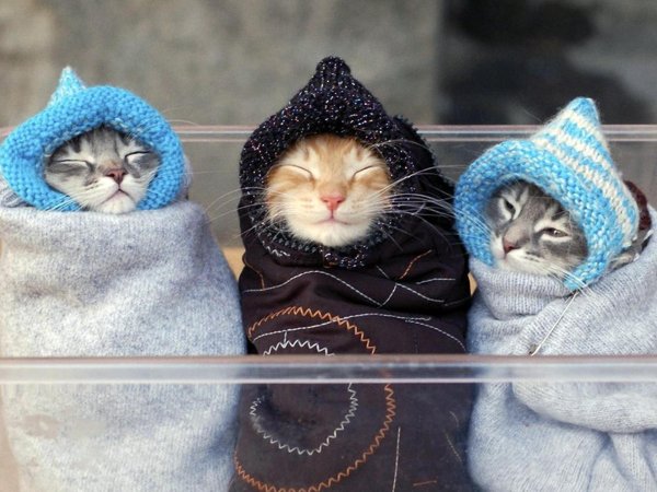 укутаный котиаке