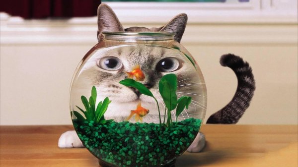 рыбки для кота