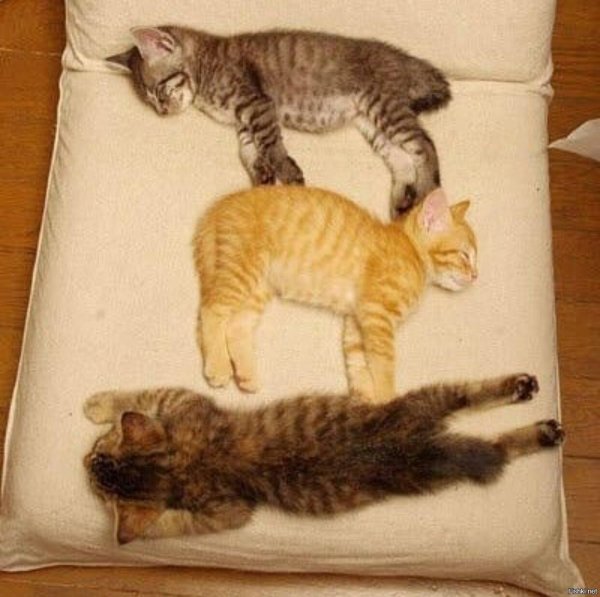 котята приколы