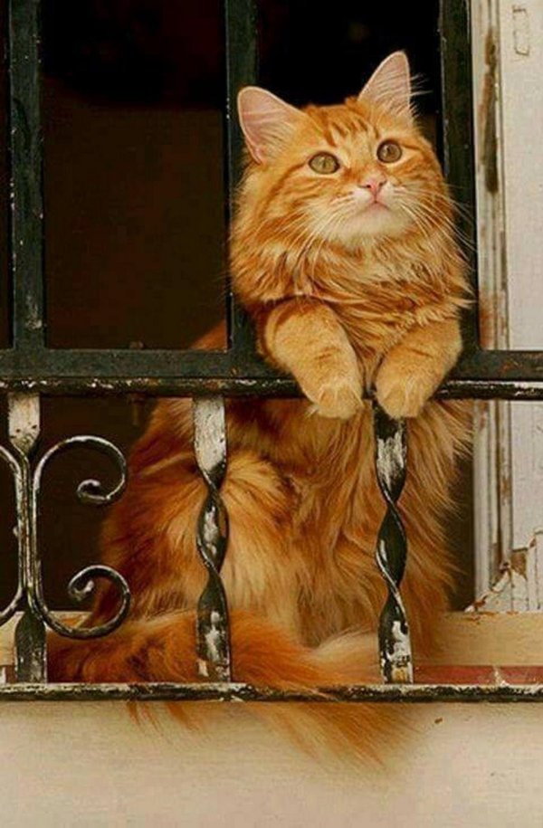 рыжего кота