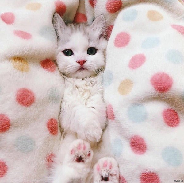 очаровательные котята