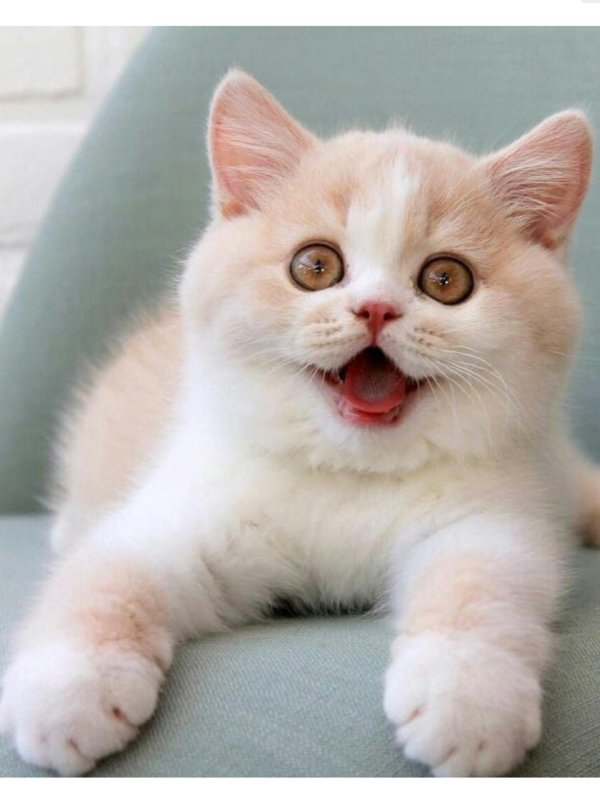 кошки улыбаки