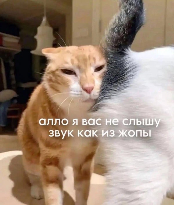 меме котики