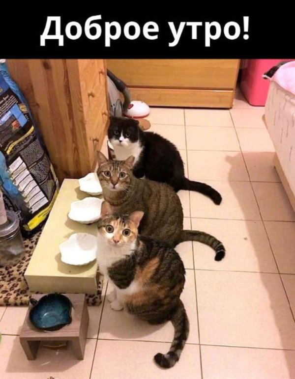 кошка прикольная