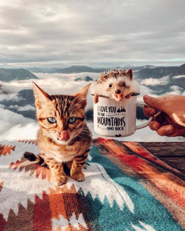 mrpokee очаровательный ёжпутешественник