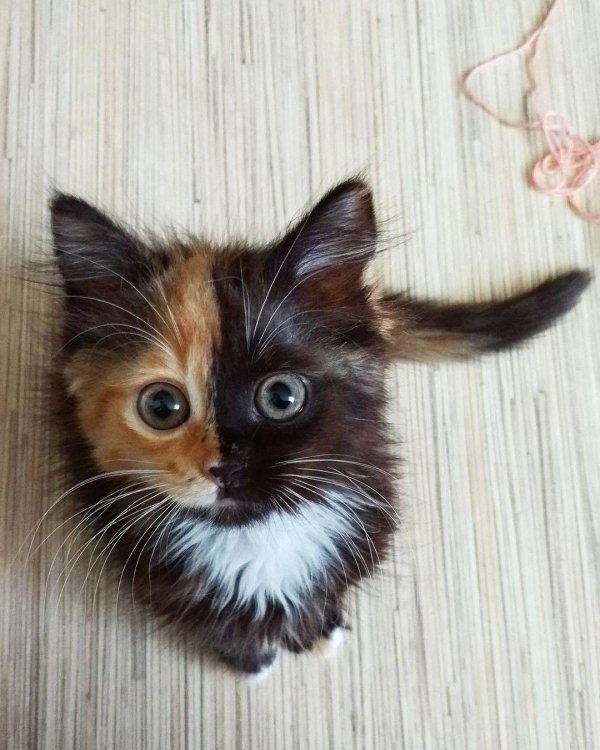 животные приносящие счастье