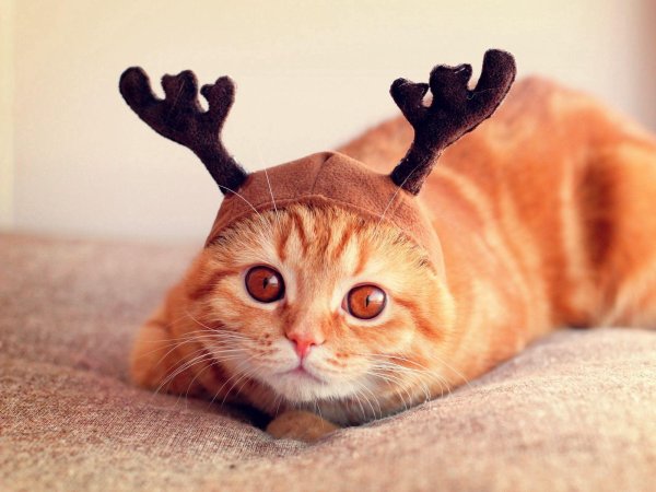 милые смешные котики