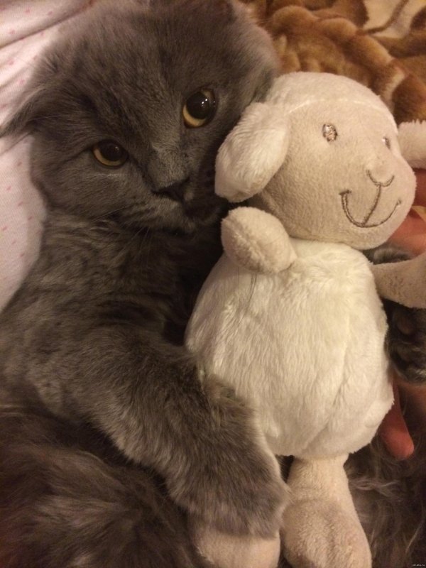 кошки милота