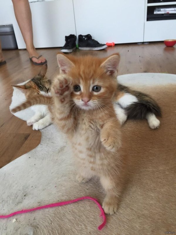 рыжие котята