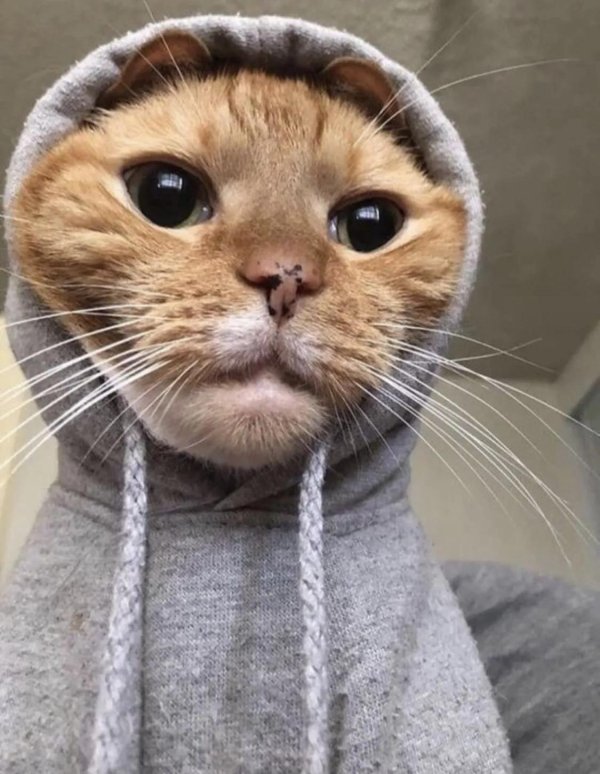 смешная кошка