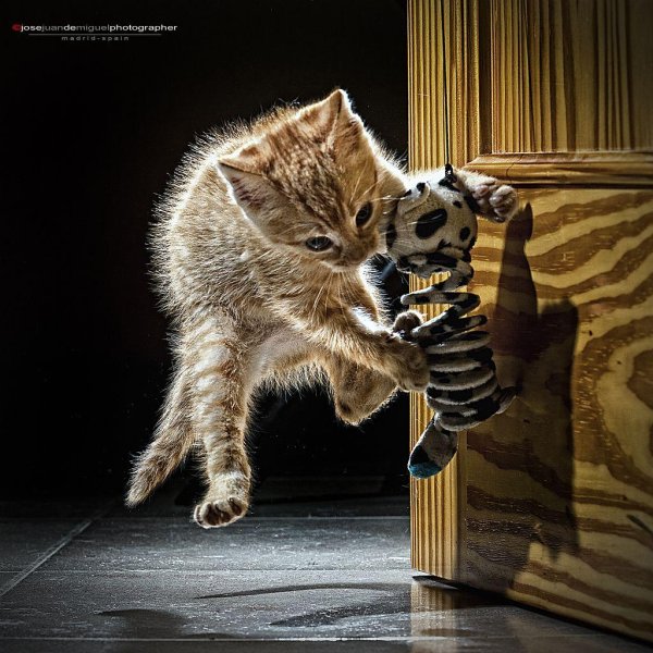 забавные котята