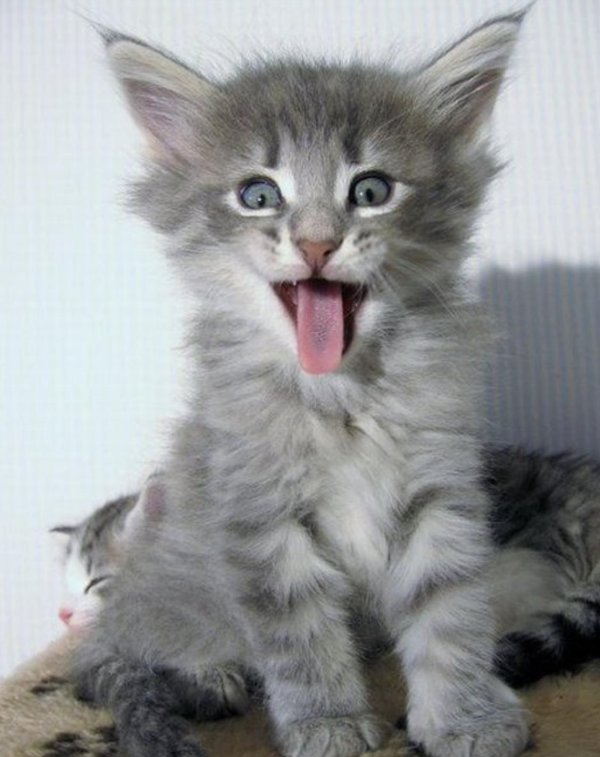 забавные котята